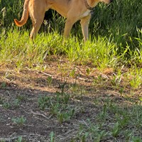 Lost Pet Image