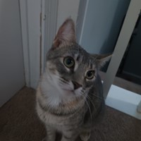Lost Pet Image