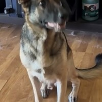 Lost Pet Image