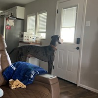 Lost Pet Image