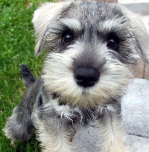 Pet Photo
