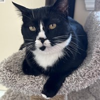 Lost Pet Image