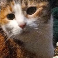 Lost Pet Image
