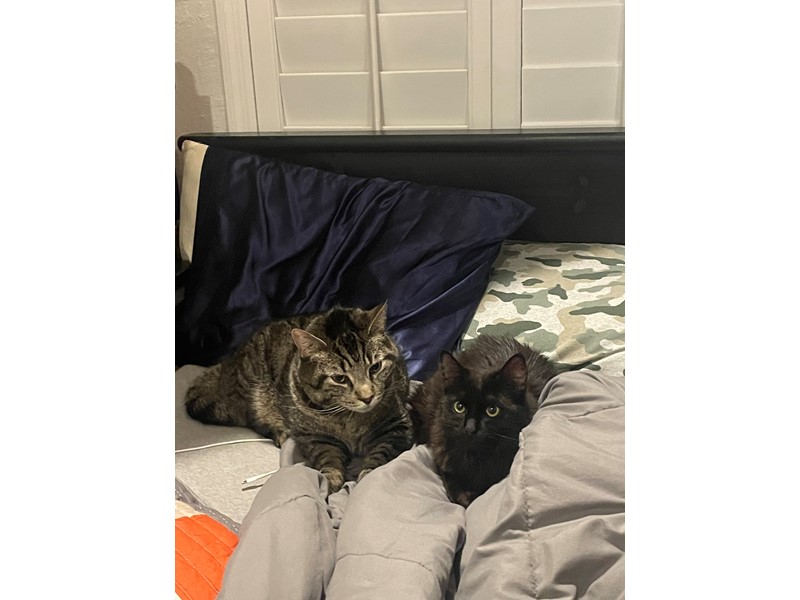 Pet Photo