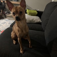Lost Pet Image