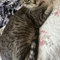 Lost Pet Image