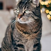 Lost Pet Image