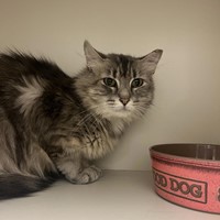 Lost Pet Image