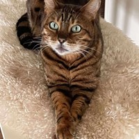 Lost Pet Image