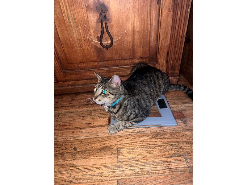 Pet Photo
