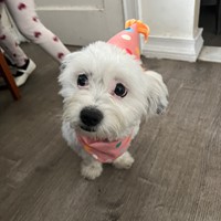 Lost Pet Image