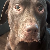 Lost Pet Image