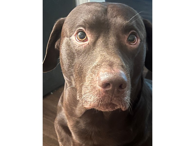 Pet Photo