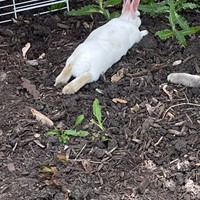 Lost Pet Image