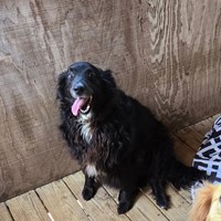 Lost Pet Image