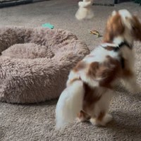 Lost Pet Image