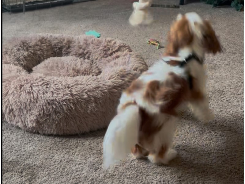 Pet Photo