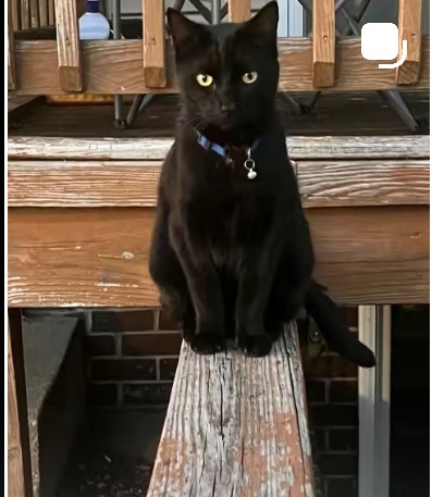 Pet Photo