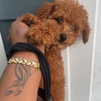 Lost Pet Image