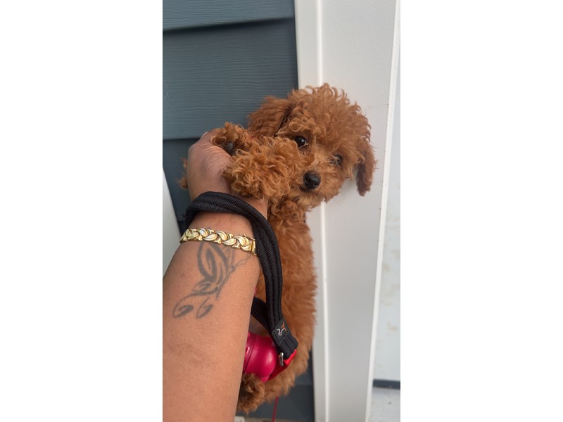 Pet Photo