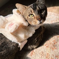 Lost Pet Image