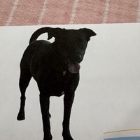 Lost Pet Image