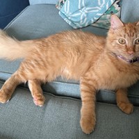 Lost Pet Image