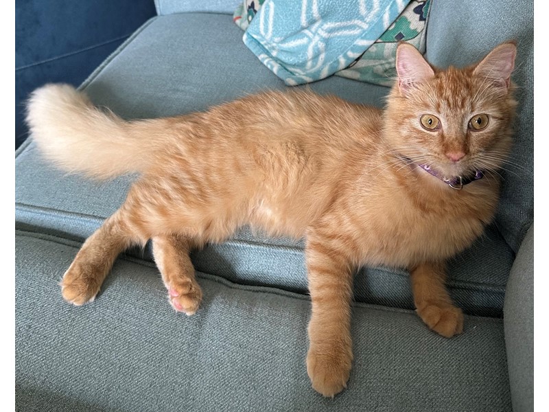 Pet Photo