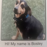 Lost Pet Image