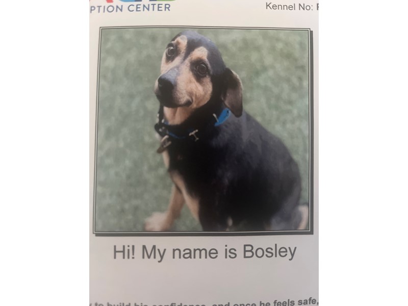 Pet Photo