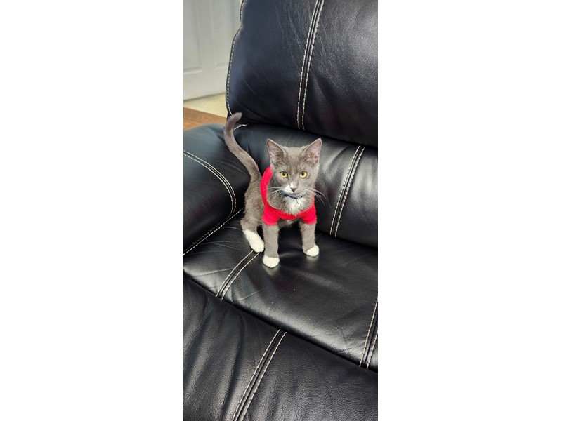 Pet Photo