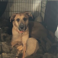 Lost Pet Image