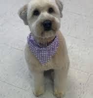 Lost Pet Image