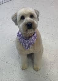 Pet Photo