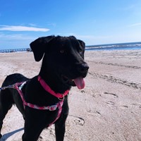 Lost Pet Image
