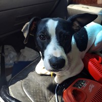 Lost Pet Image