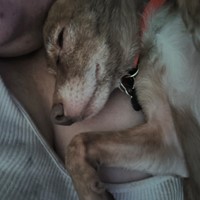 Lost Pet Image