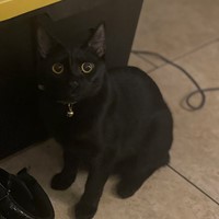 Lost Pet Image