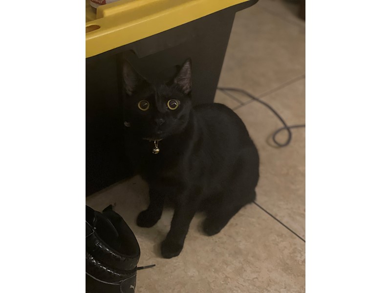 Pet Photo