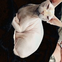 Lost Pet Image
