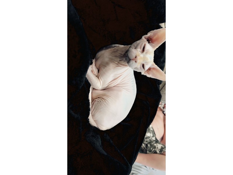 Pet Photo