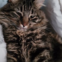 Lost Pet Image