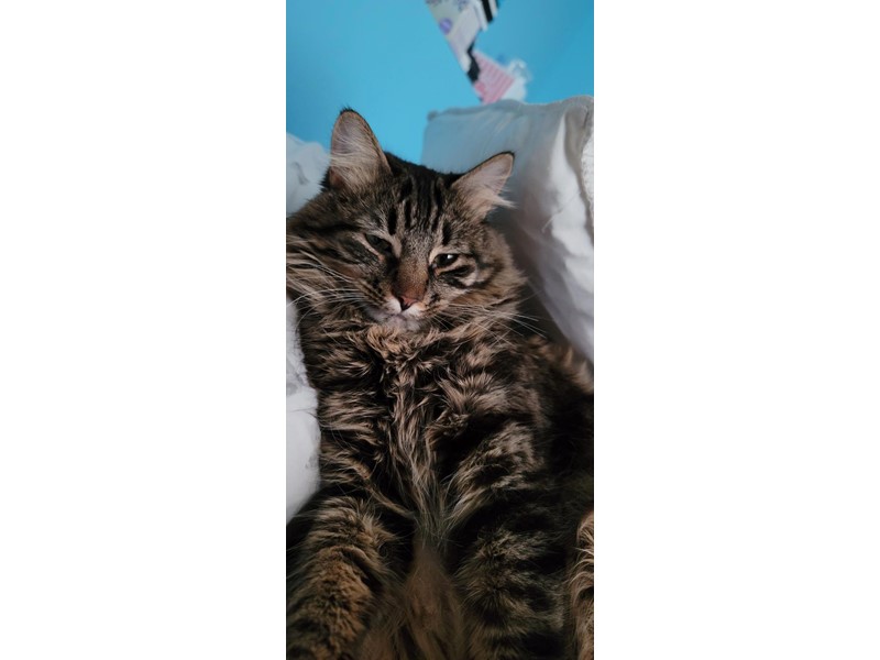 Pet Photo