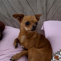 Lost Pet Image
