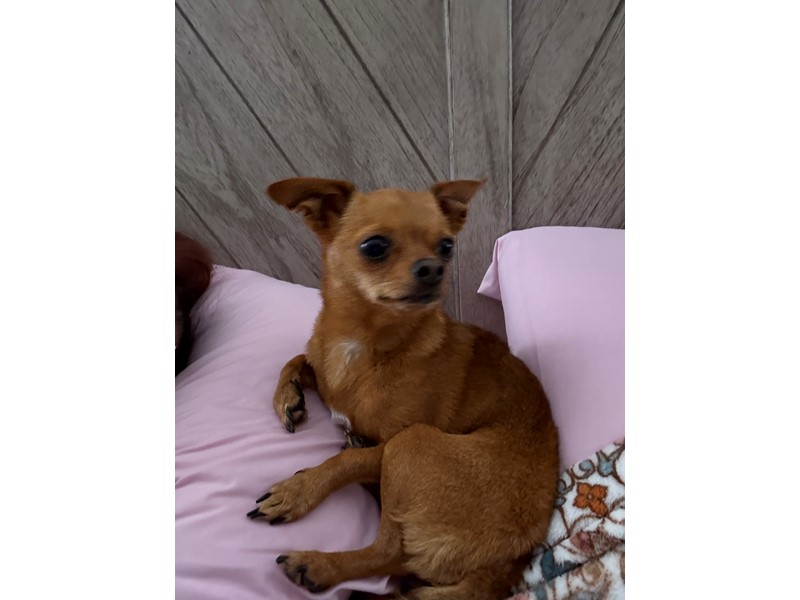 Pet Photo