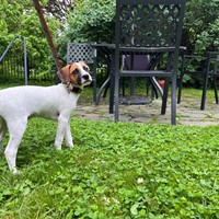 Lost Pet Image