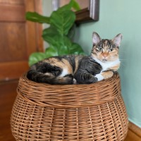 Lost Pet Image