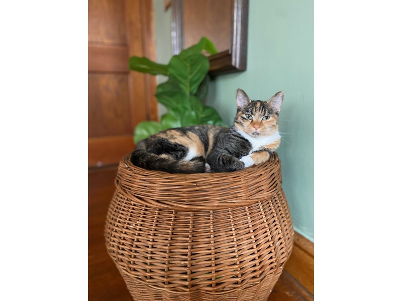 Pet Photo