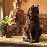 Lost Pet Image