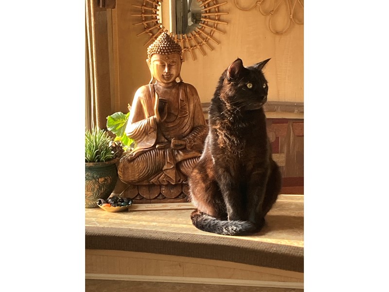 Pet Photo